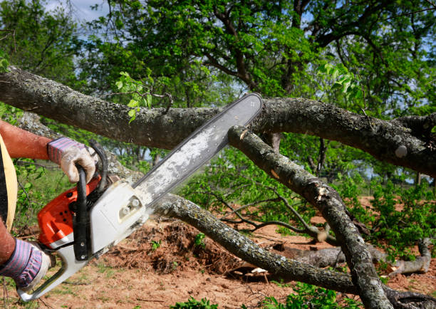 Best Tree Trimming Near Me  in Westlake Vlage, IL